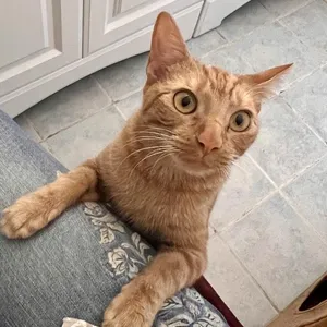 Nala