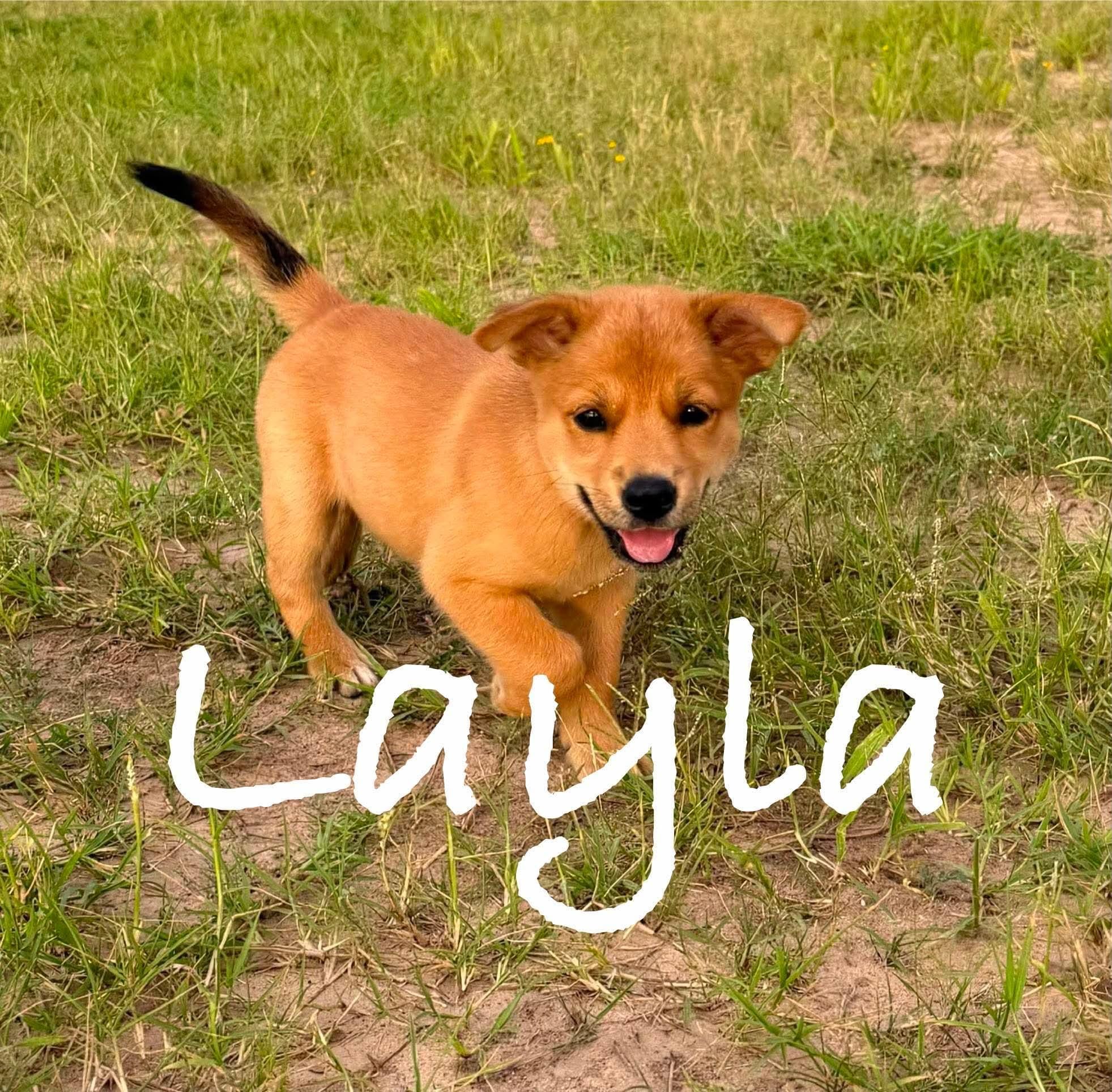 Layla