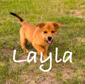 Layla