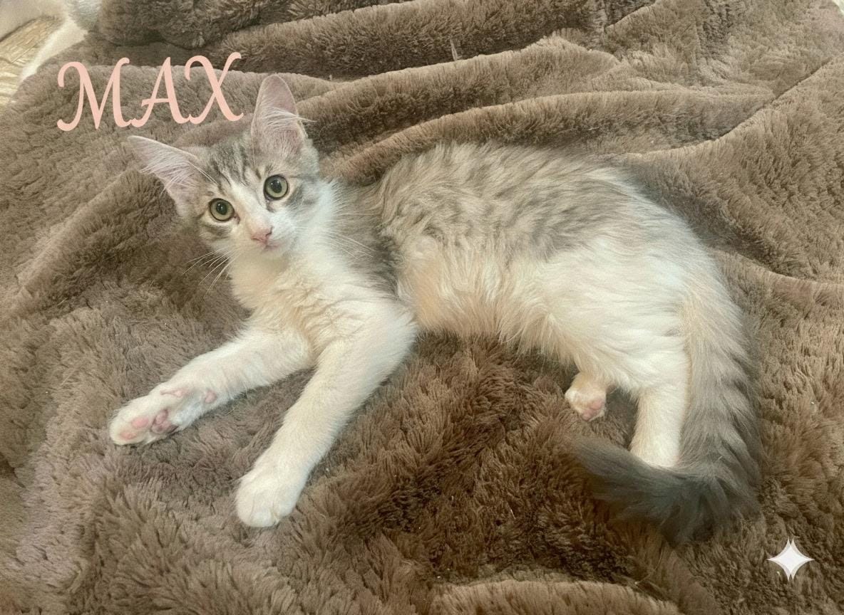 Max (girl)