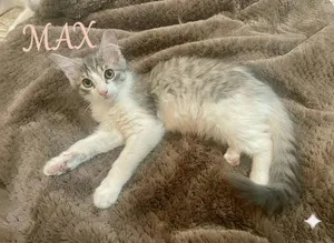 Max (girl)
