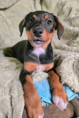 Dixie Belle
