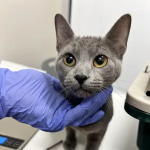Juniper