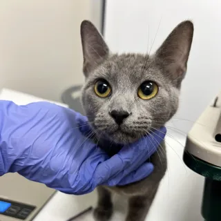 Juniper