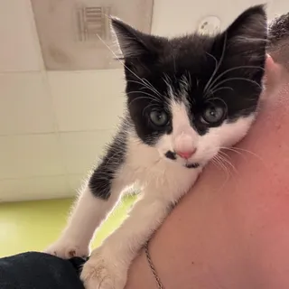Whisker