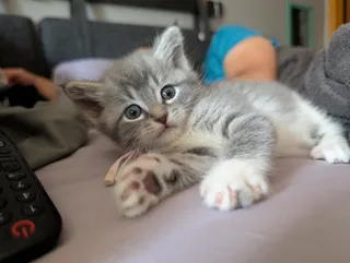 Miso