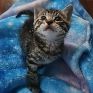 Willow