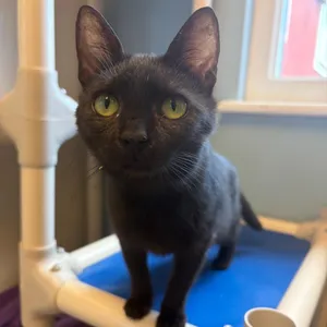 Soot w/ Stormy