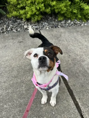 Rosie