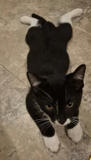 Penguin