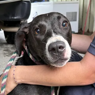 Penelope