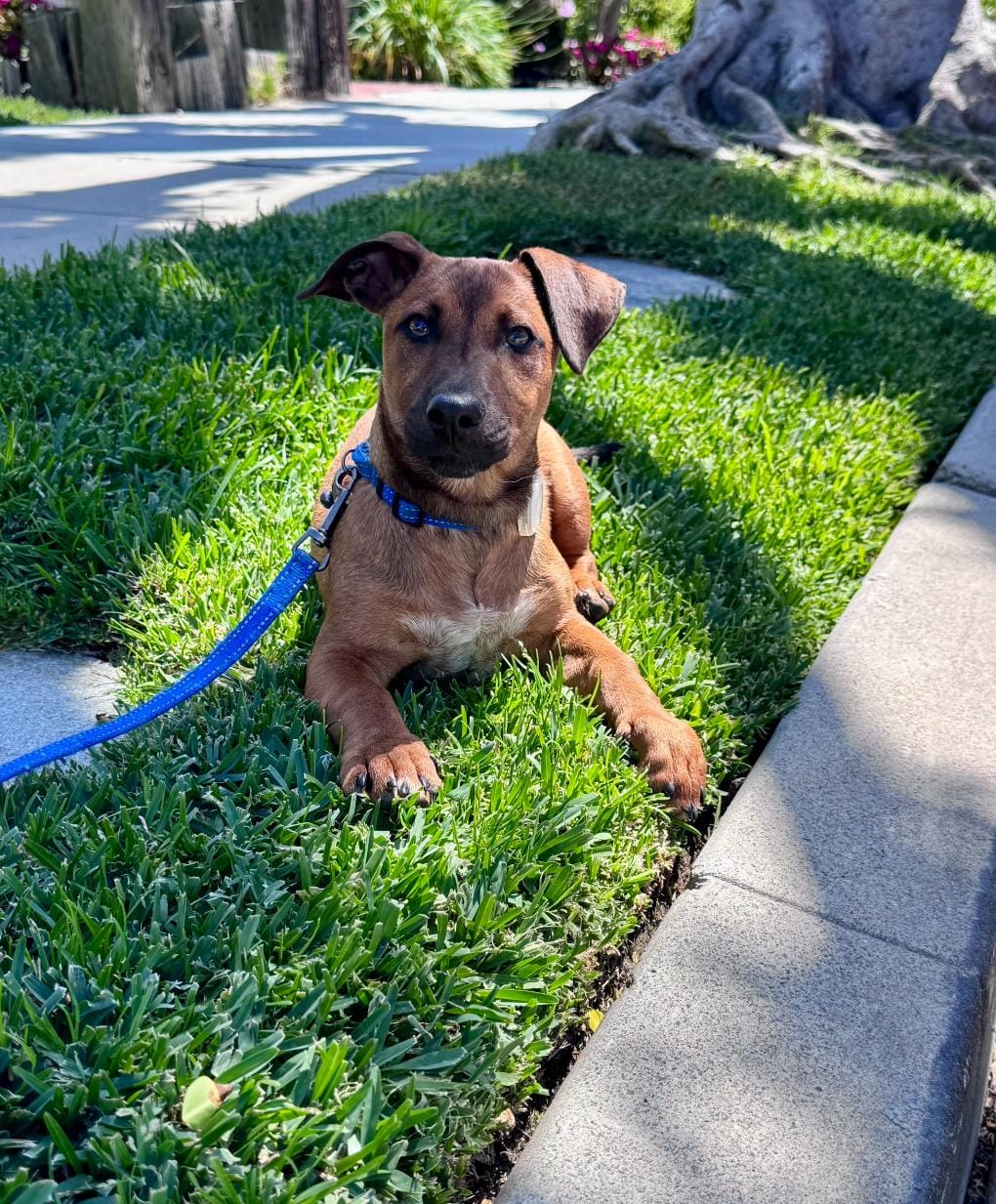 View of Adopt Cosmo Starlight Today - Pets TheCountyOffice