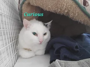 Curious