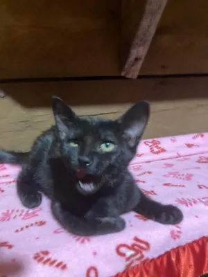 Rummy (Lisa-fostered in New England)