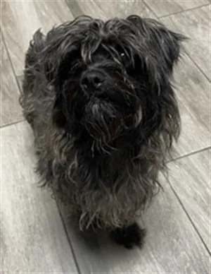 BABY- PENDING ADOPTION