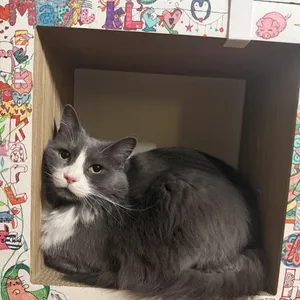 Kleo