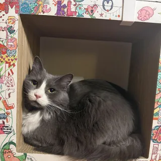 Kleo