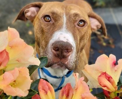 Amber Lynn - in foster!