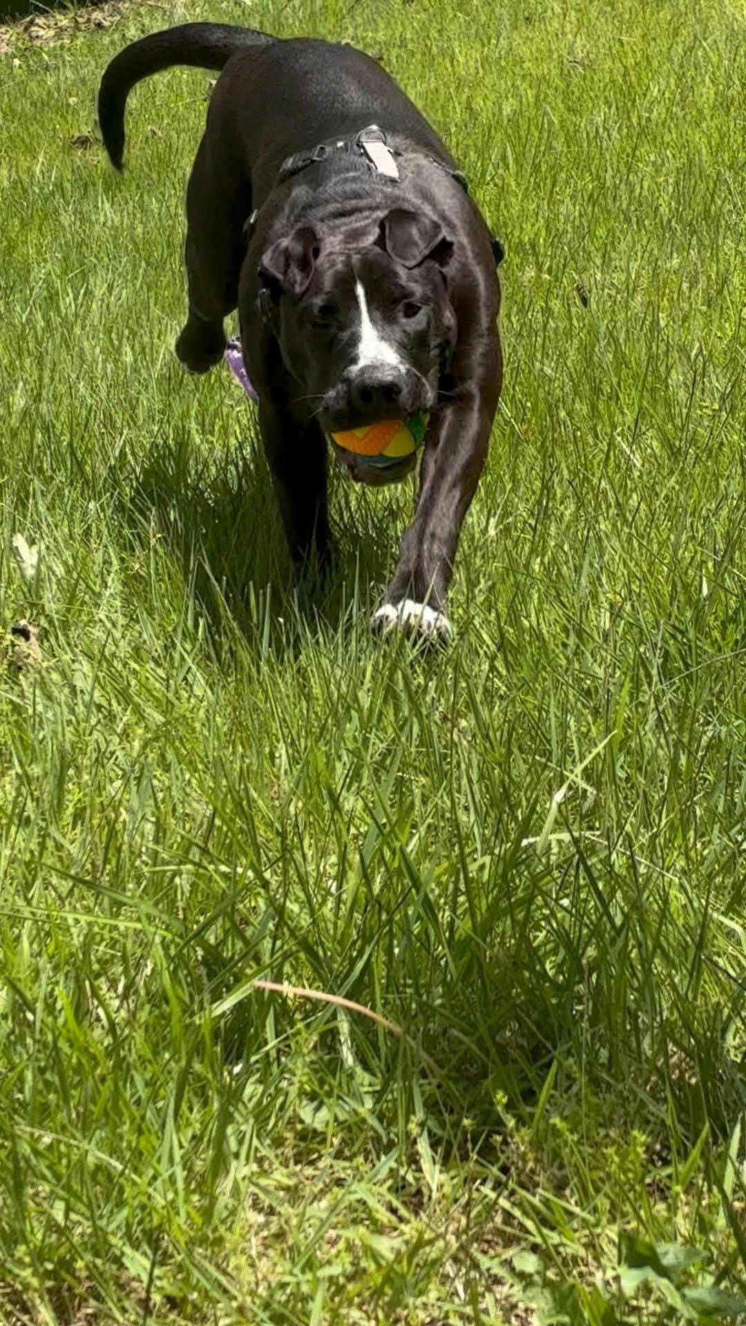 Priscilla