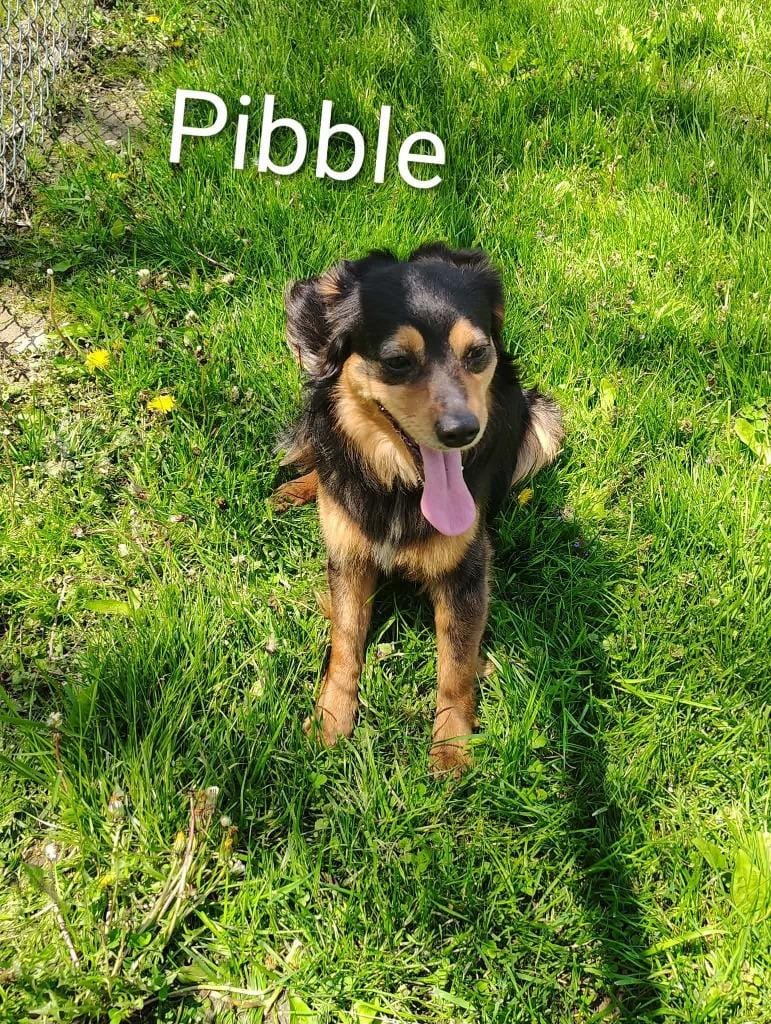Pibble