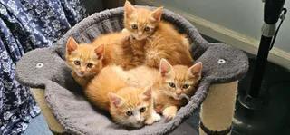 The Weasley Crew: Ron, George, Fred and Ginny