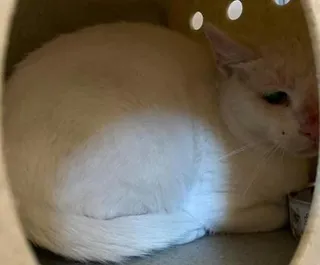 Clawclip-Barn cat