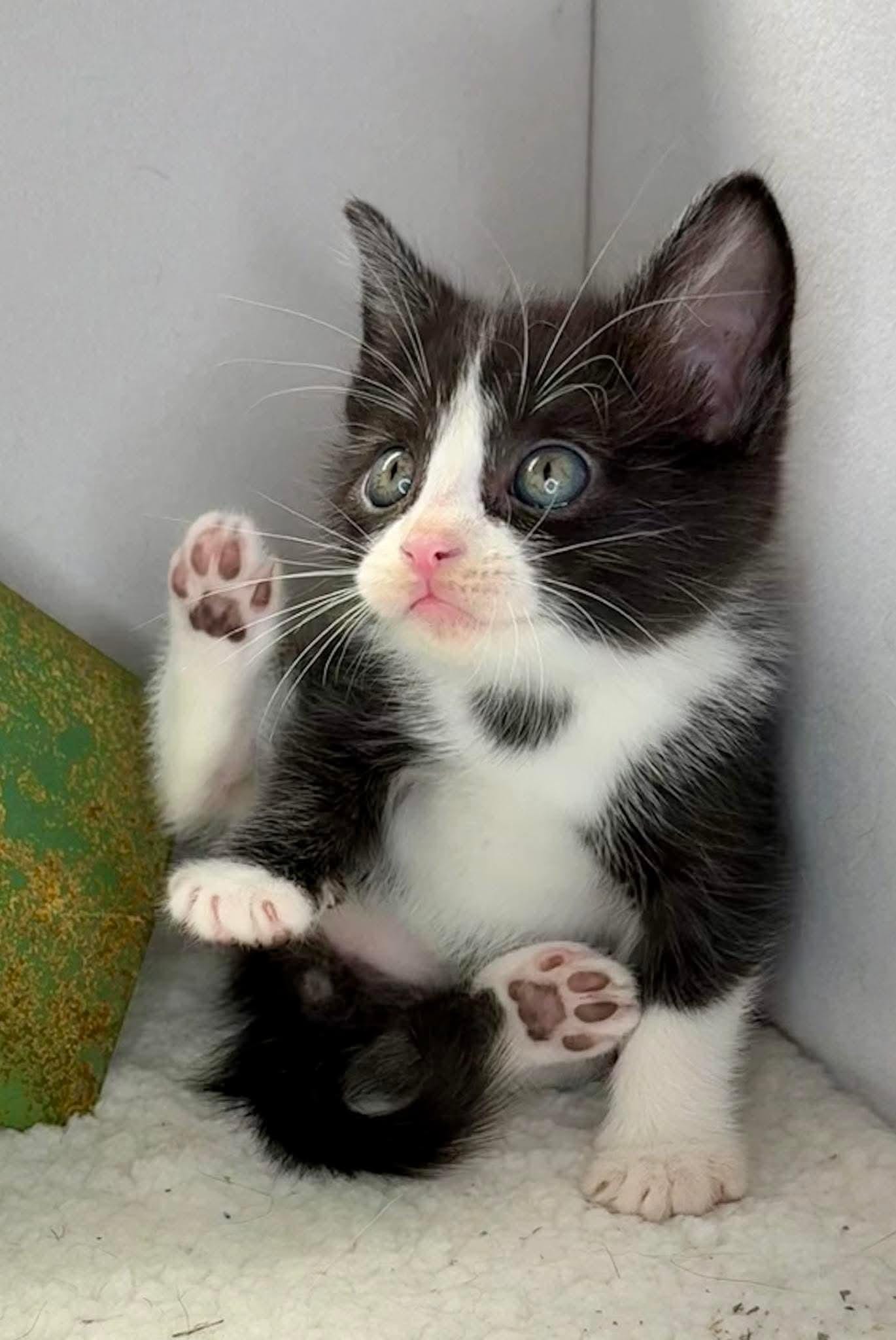 George - Sweet and affectionate