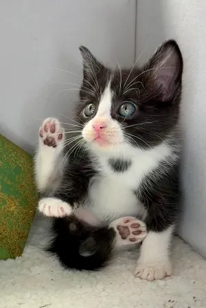 George - Sweet and affectionate