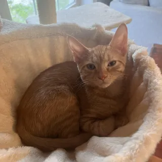 Colby