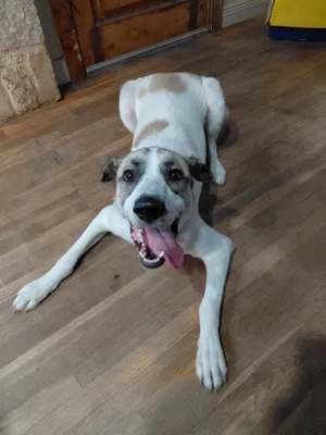 Zeus