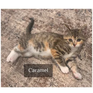 Caramel