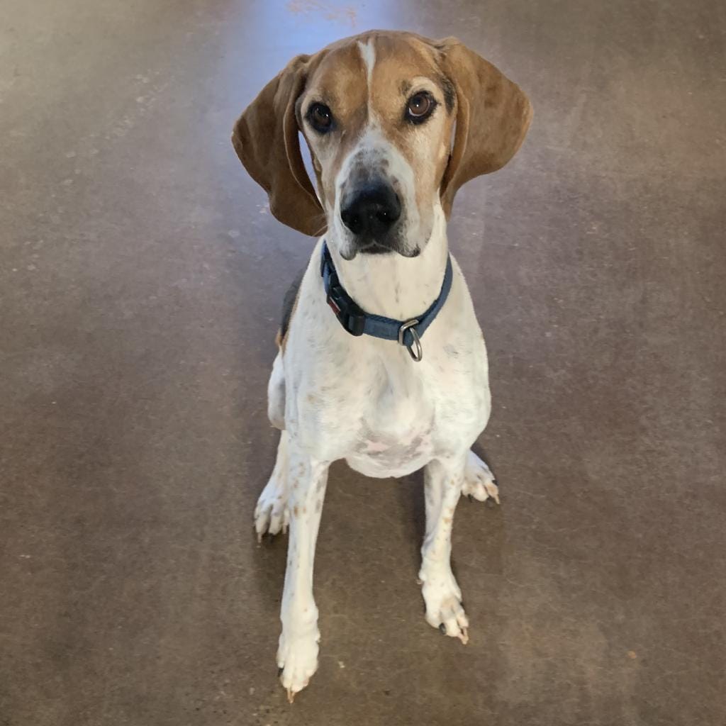 Adopt Roland - Fee Sponsored in Full Today - Find Paw Pal