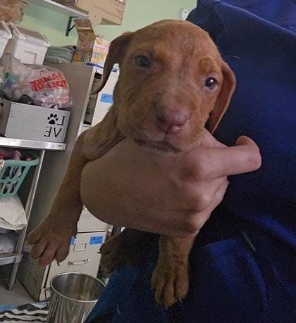 Puppy 3