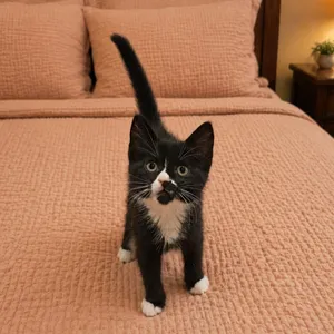 Felix