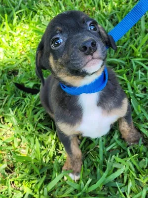 Simon