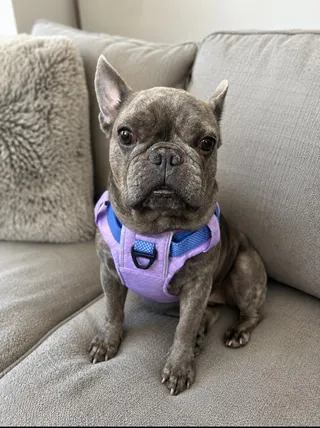 Isabel