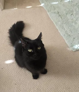 Cleo