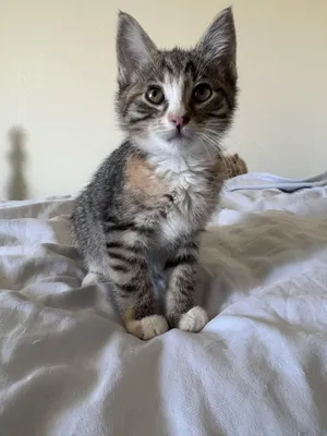 Indie