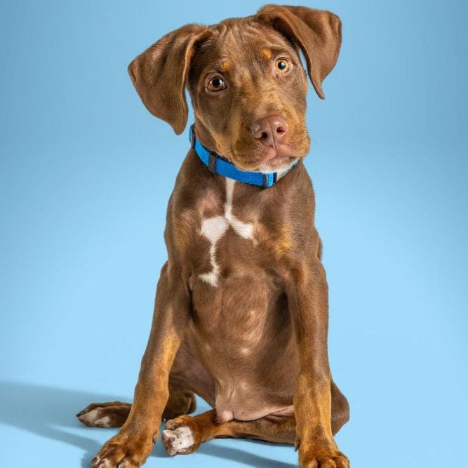 AAD Upcoming Arrival!  Moose - 26106
