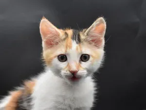 Nectarine