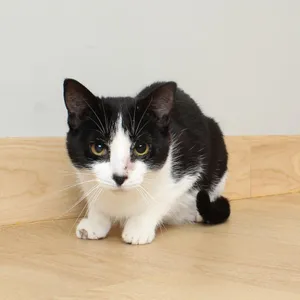 Little Annie C69733