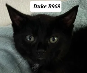 Duke