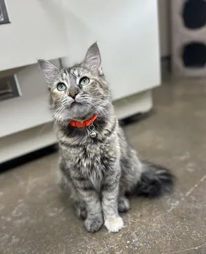 Nala
