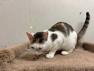 Peaches
