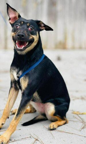 Rescue Only- AC-4640 