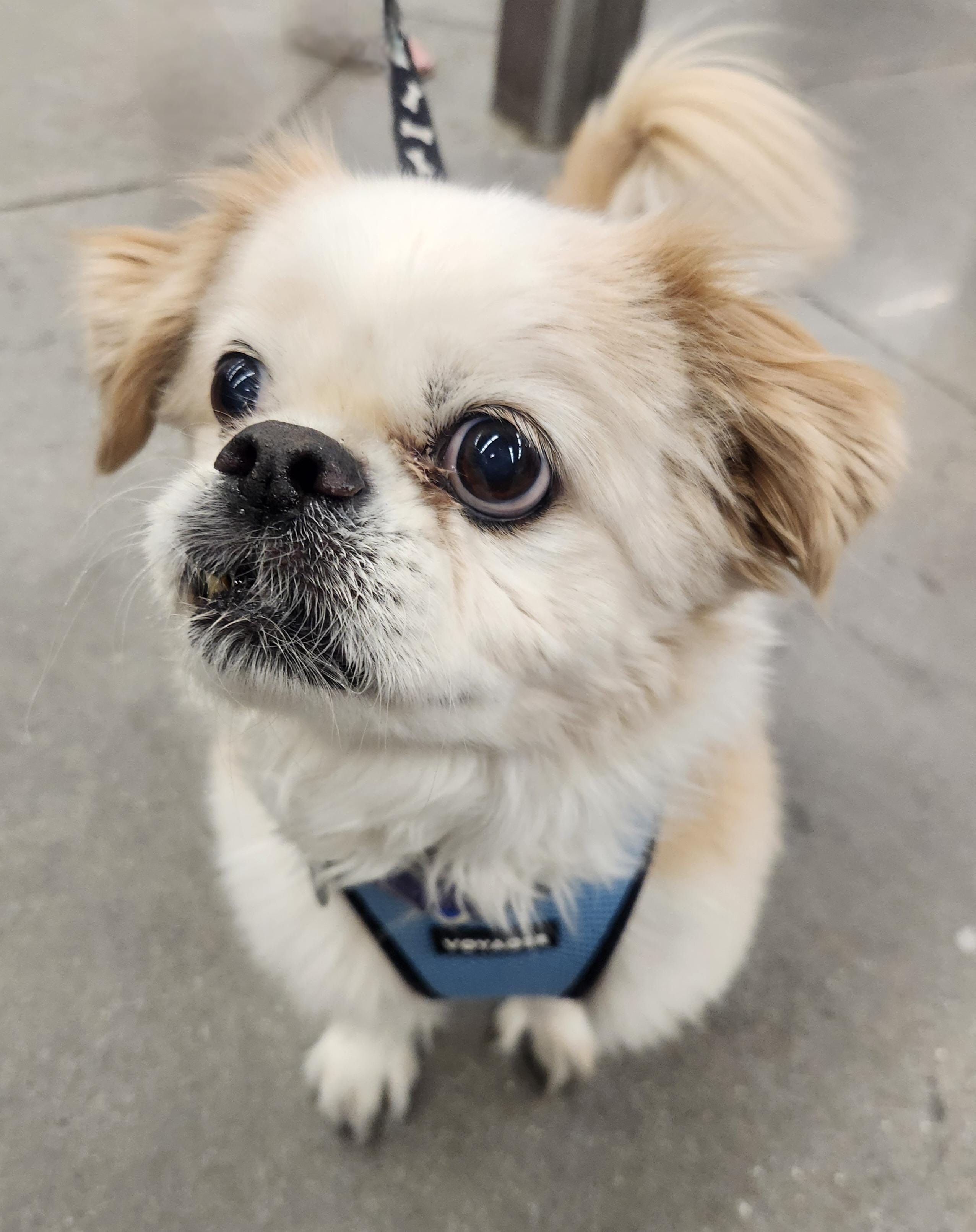 BISCUIT