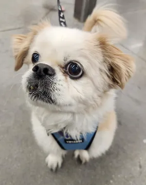 BISCUIT