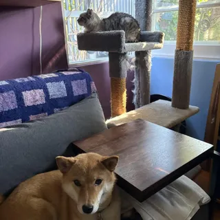 Suki