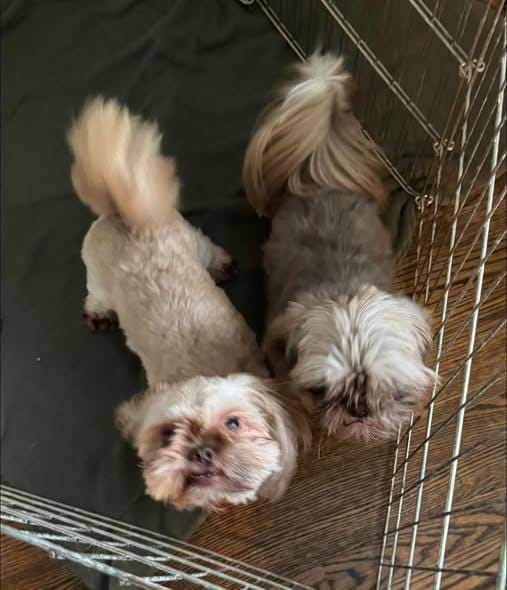 Ambrosia & Cocoa