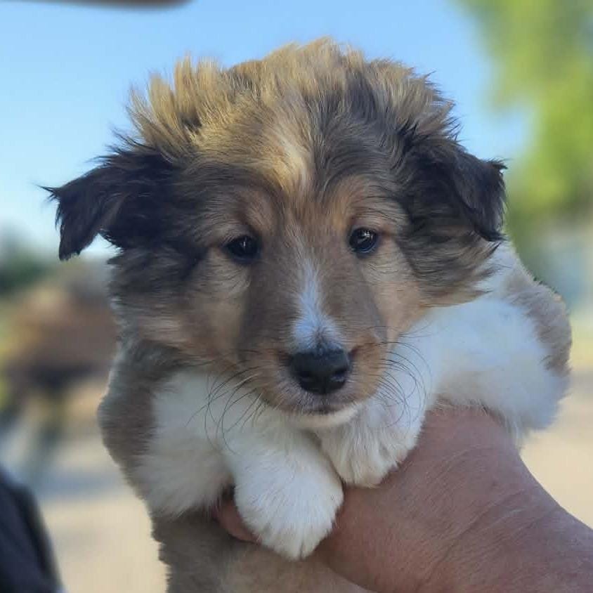 Max